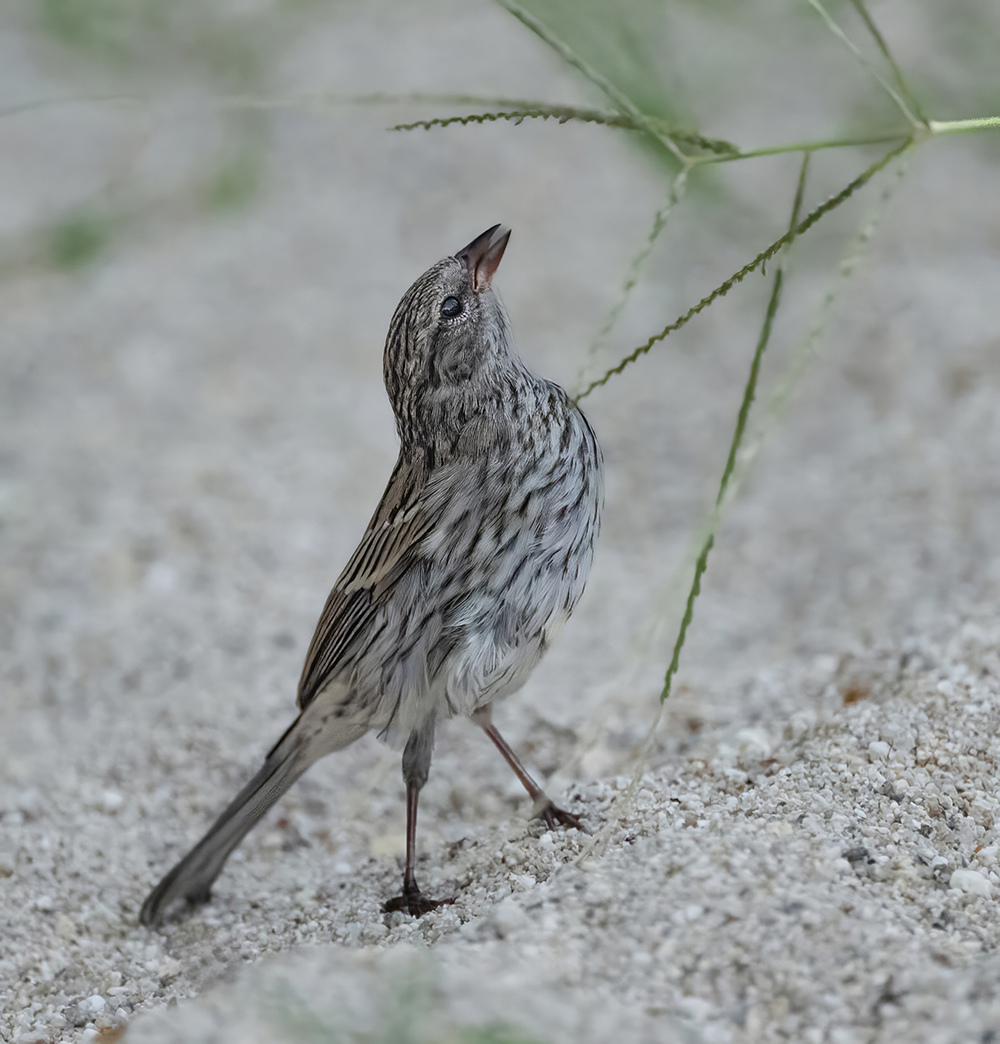 chipping sparrow