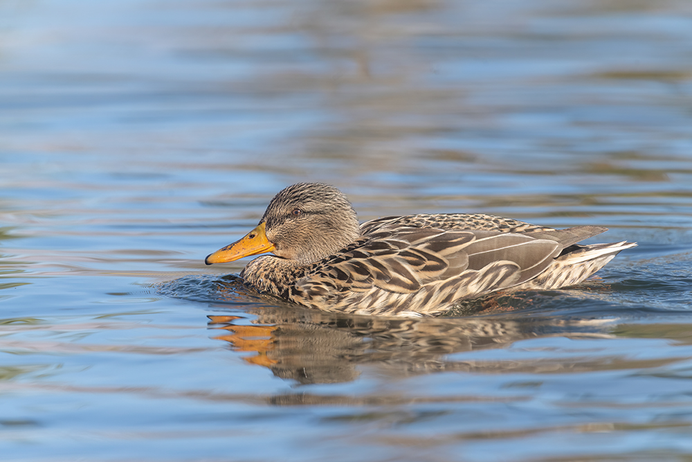 gadwall