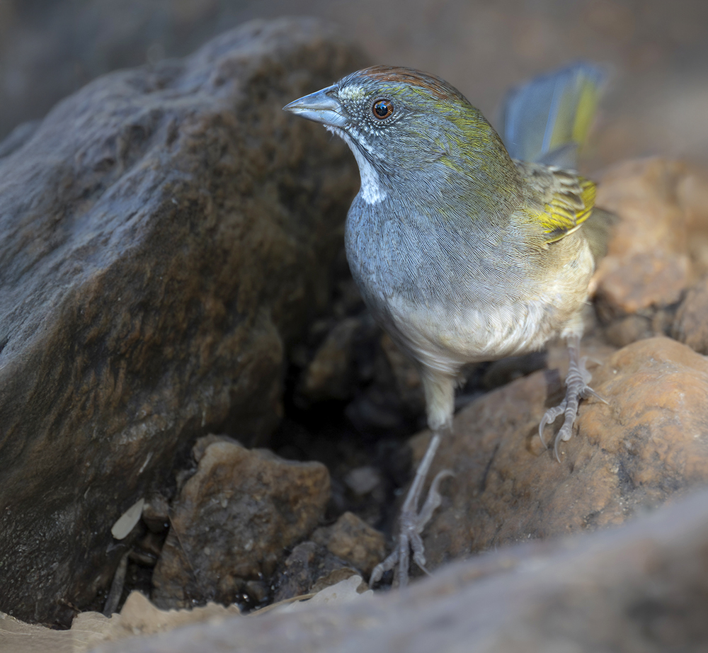 Green-tailed Towhee