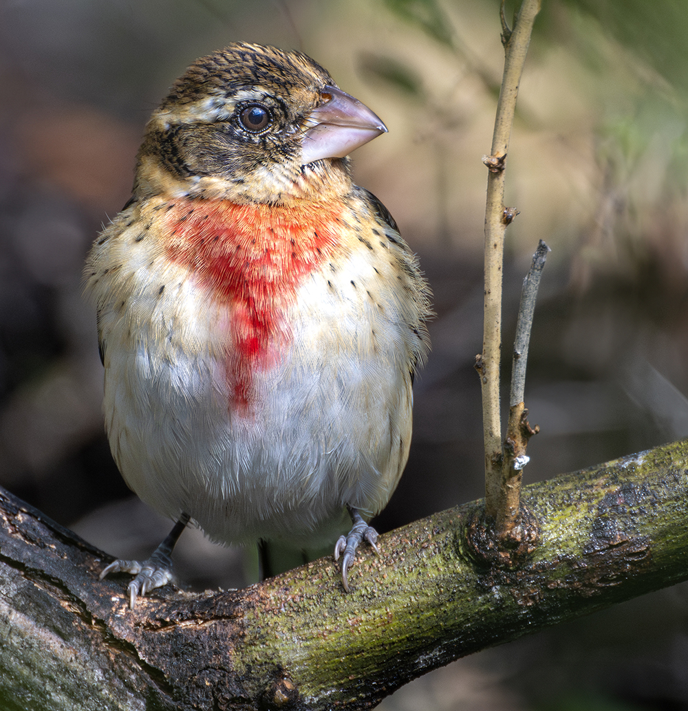 Rose-Breasted Grosbeak