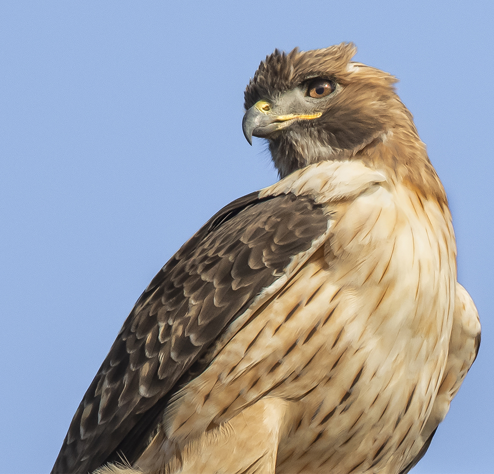 red-tailed hawk