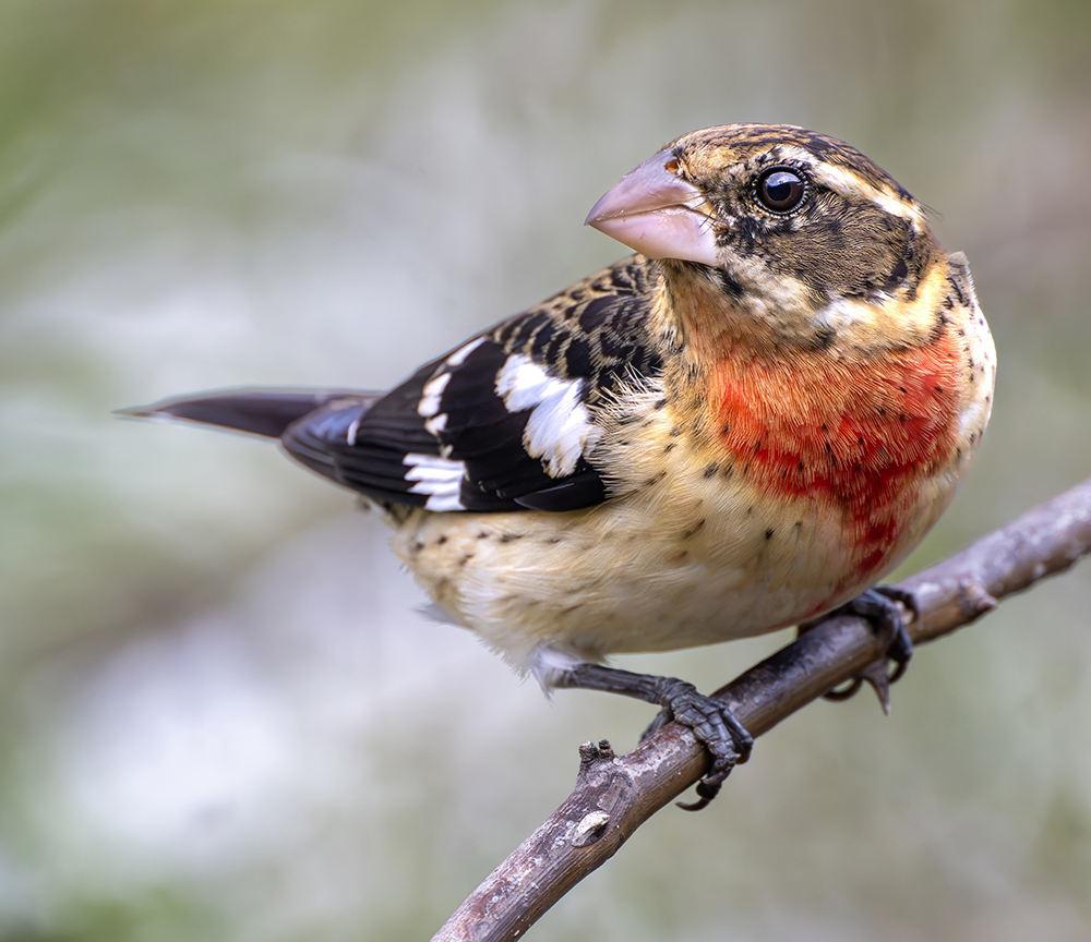 Rose-breasted Grosbeak