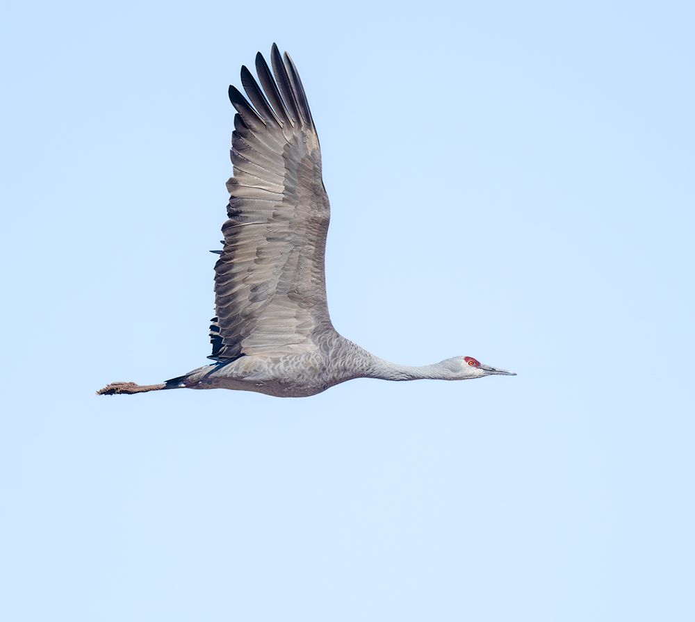 sandhill crane