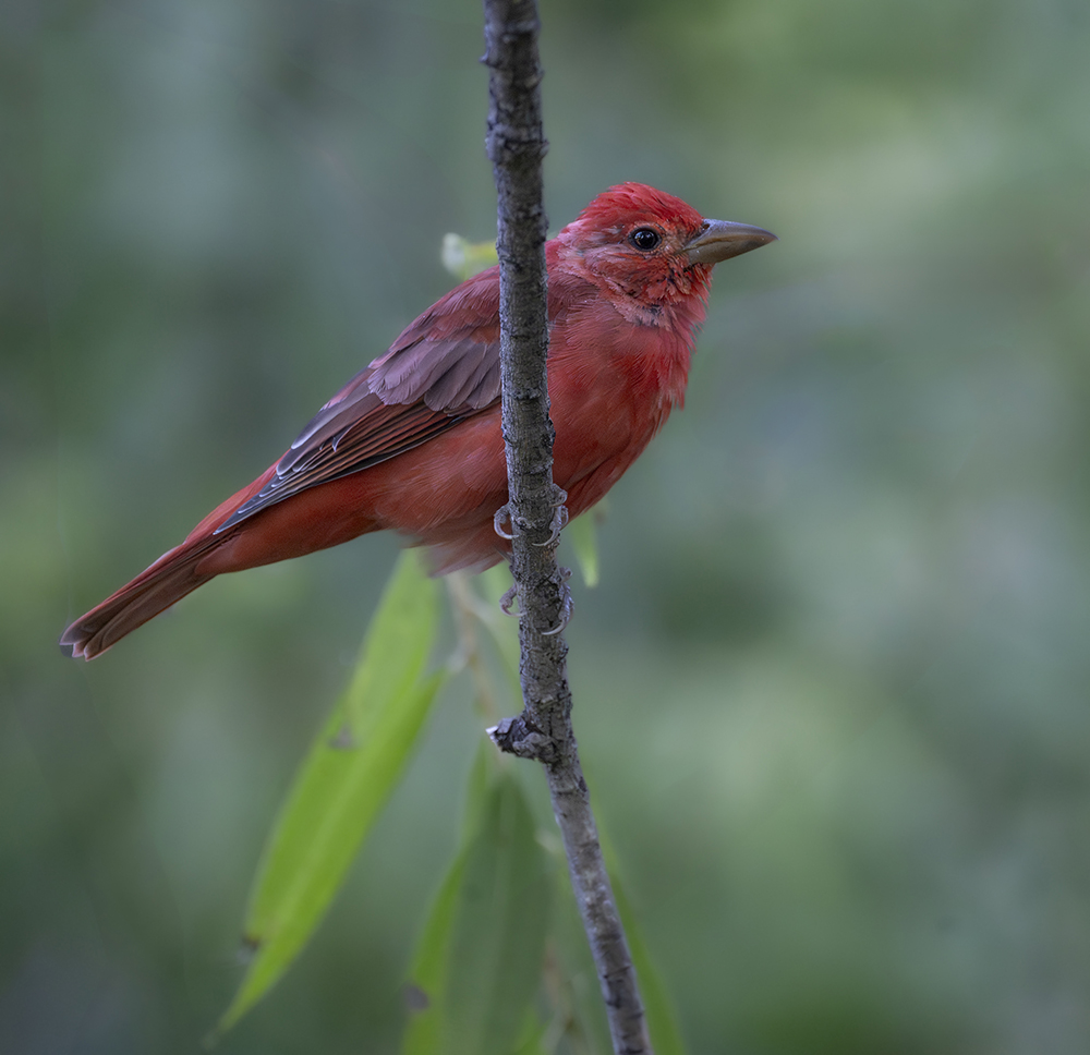 Summer Tanager