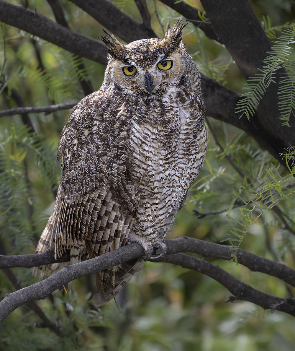 Great horned owl